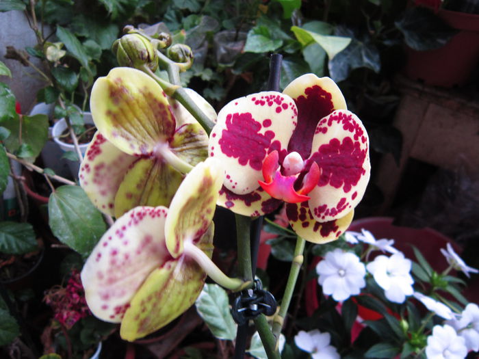 IMG_4165 - De vinzare orhidei