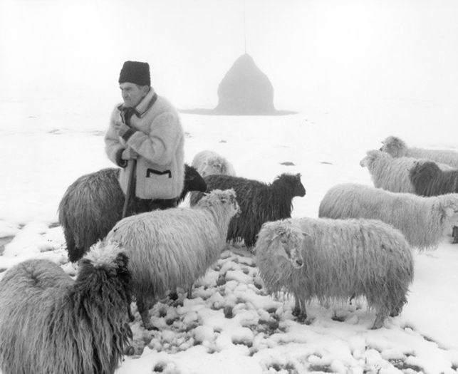 ştiră; =sterpă;daca e o oaie ştiră=o oaie năzdrăvană
