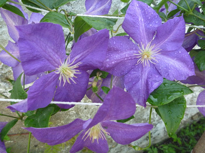 clematita Jackmanii - Gradina mea 2014