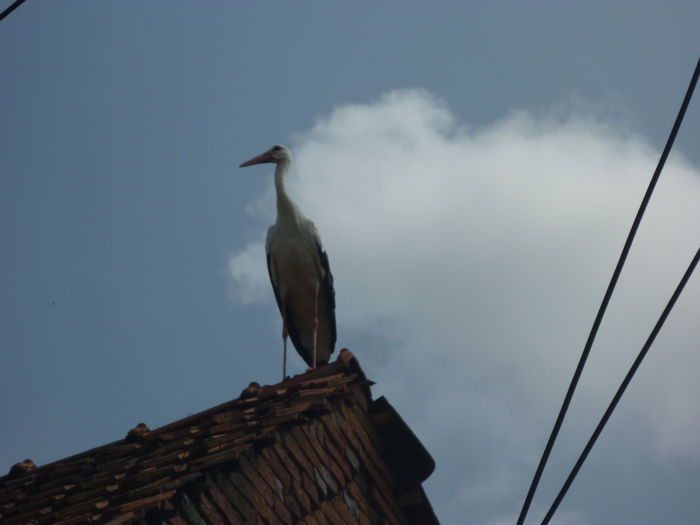 P1260753 - Gradina mea 2014