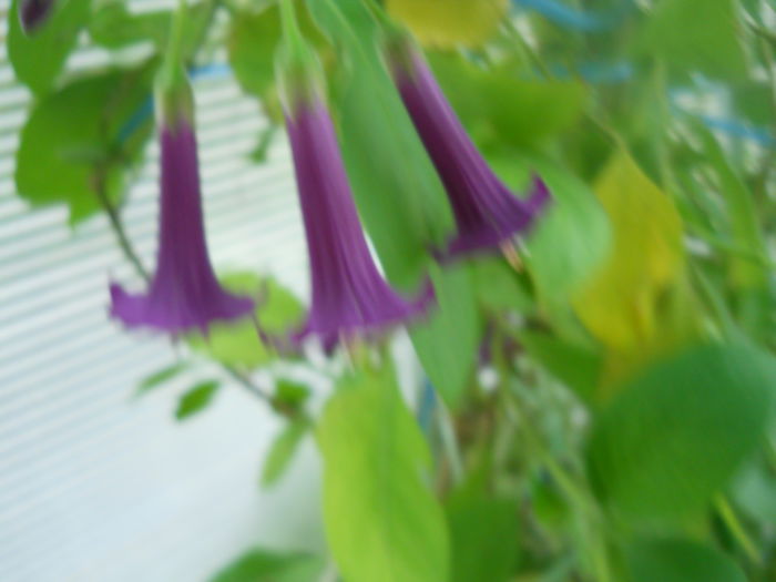 DSCN7131