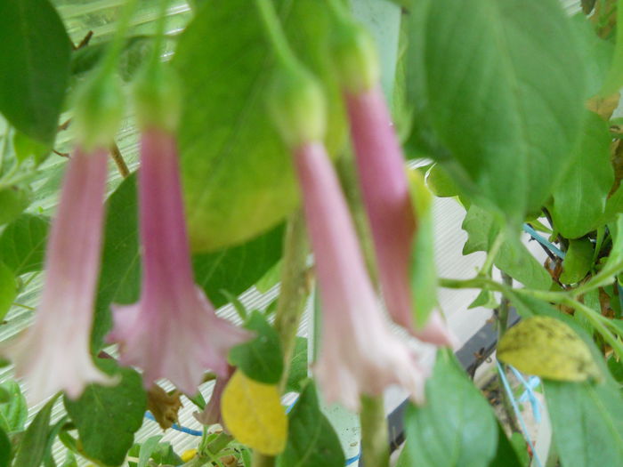 DSCN7132