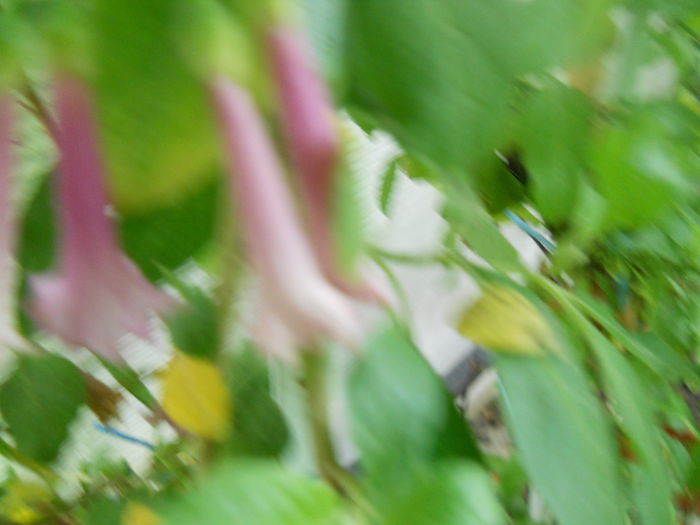 DSCN7133