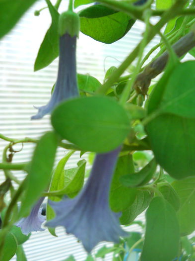 DSCN7134