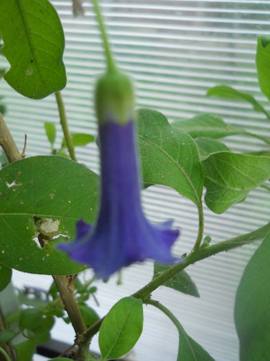 DSCN7135