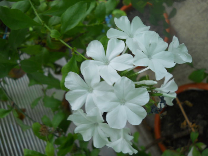 DSCN7136