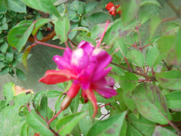 DSCN7138