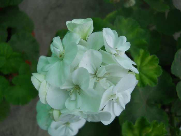 DSCN7140