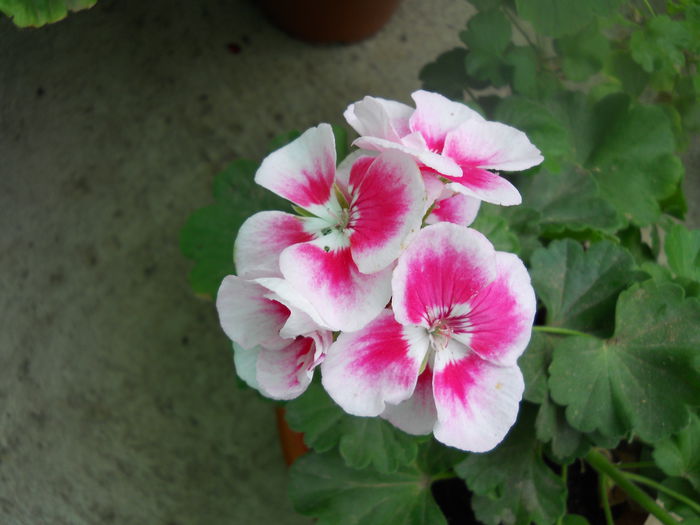 DSCN7142