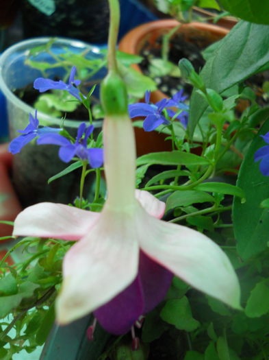 DSCN7145