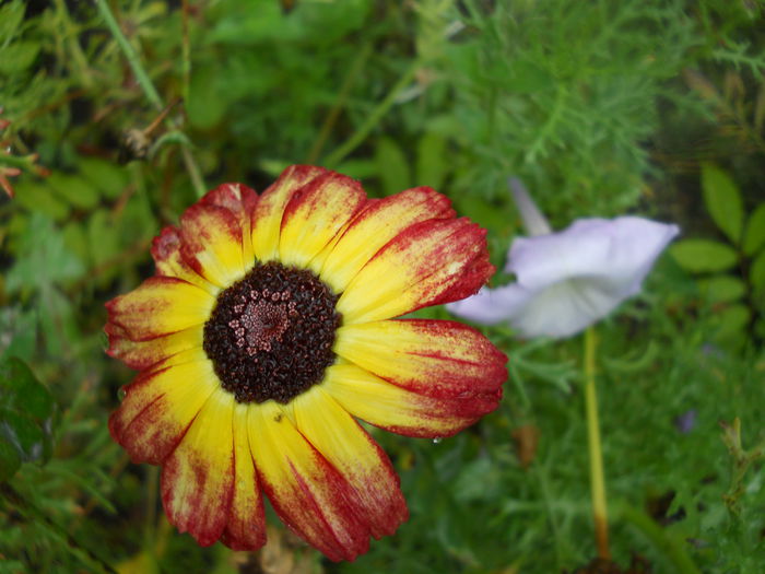 DSCN7153