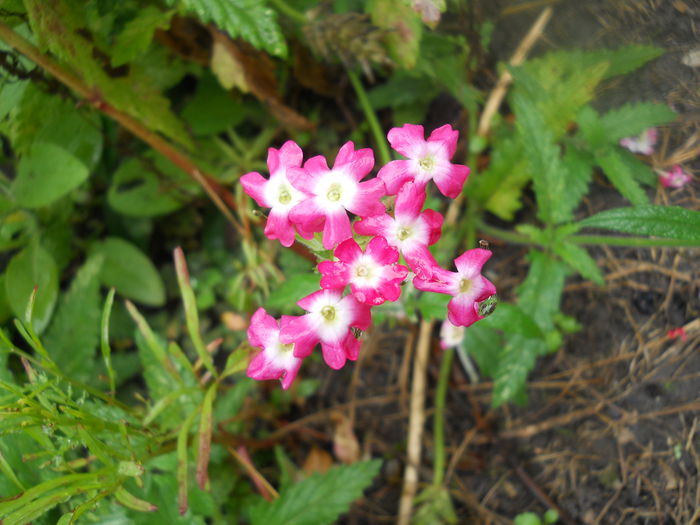 DSCN7158