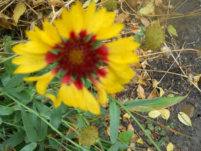 DSCN7161