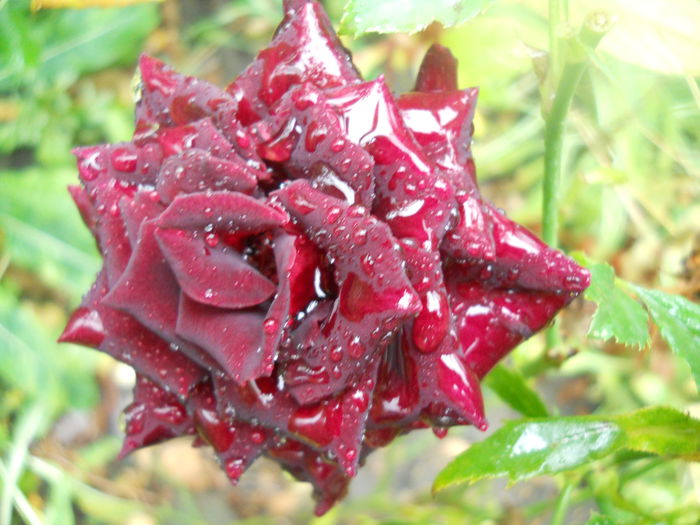 DSCN7162
