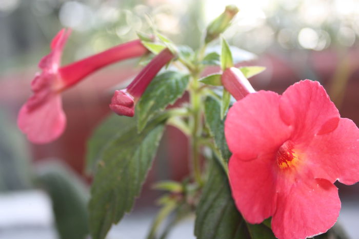 IMG_3666 - 2014 Iz de toamna