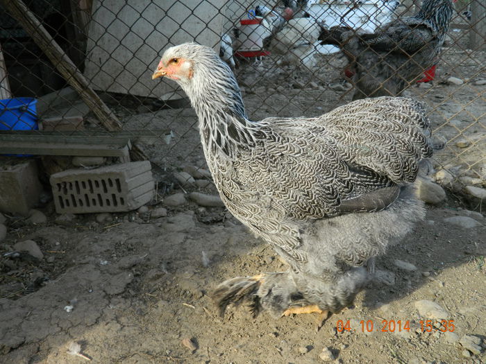 DSCN7259 - Tineret brahma 2014