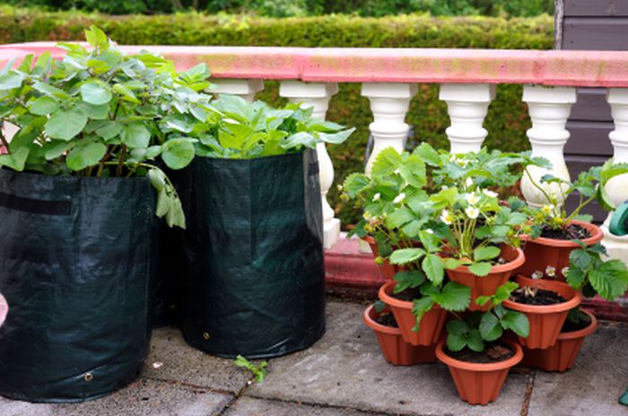 alternative_gardening_ideas_homes_without_yards_container_garden_pot-Remarkable-Garden-Ideas-Beautif alternative_gardening_ideas_homes_without_yards_container_garden_pot-Remarkable-Garden-Ideas-Beautif