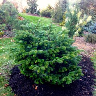 Abies alba Barabits Star - CONIFERE RARITATI -pe comanda