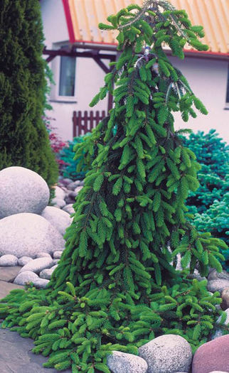 Abies alba Pendula - CONIFERE RARITATI -pe comanda