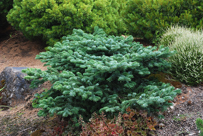 Abies amabilis Spreading Star