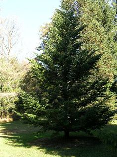 Abies chensiensis - CONIFERE RARITATI -pe comanda