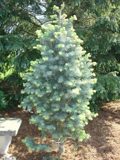 Abies concolor Compacta