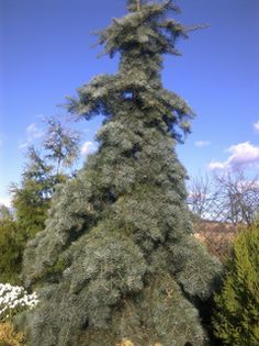 Abies concolor Pendula