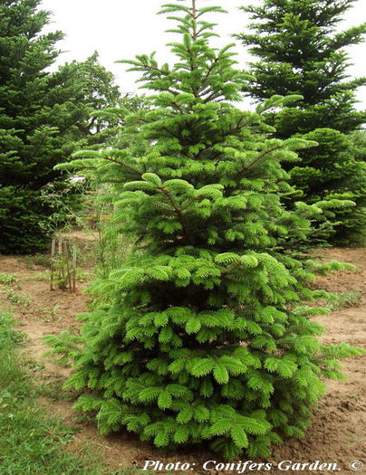 Abies fanjingshanensis