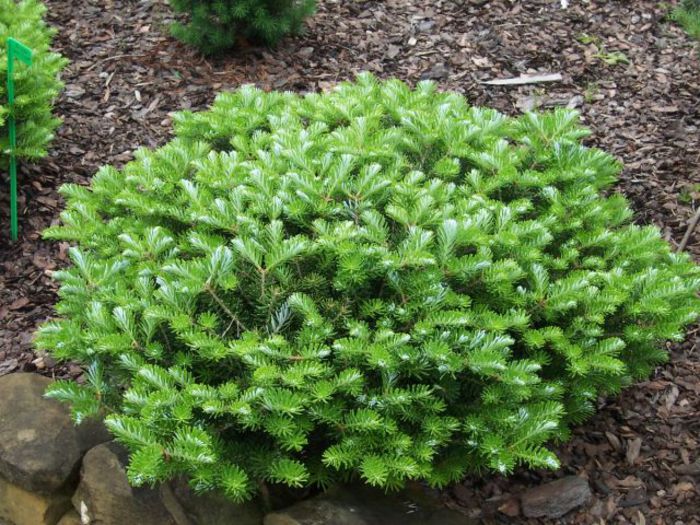 Abies koreana Green Carpet