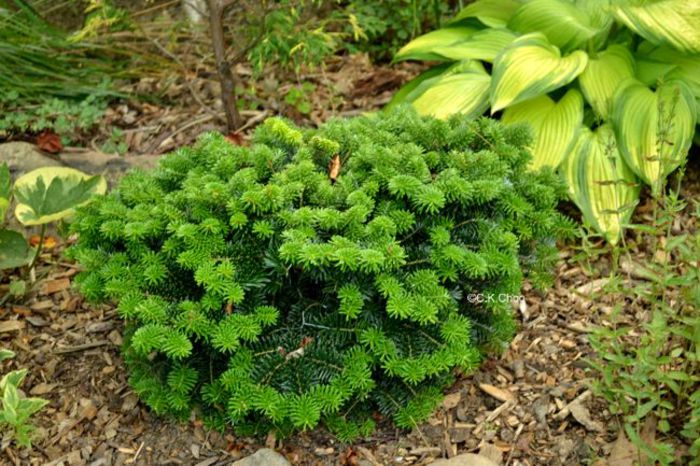 Abies koreana Tundra