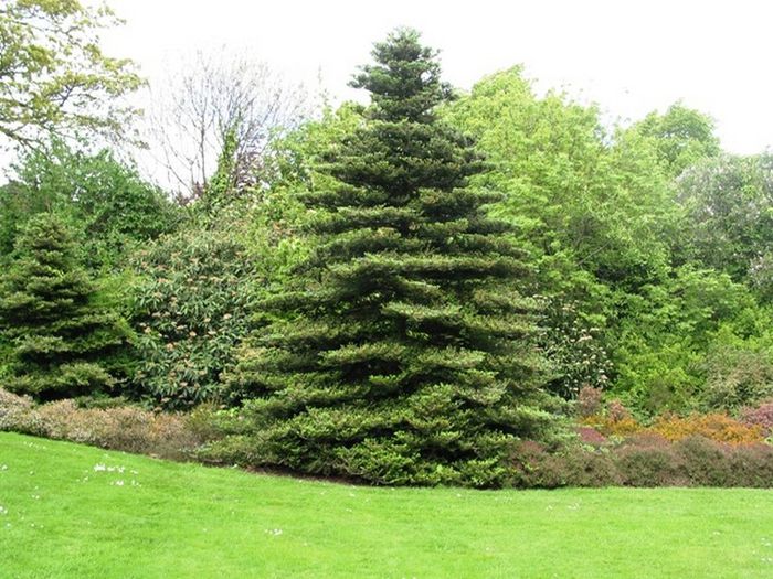Abies koreana