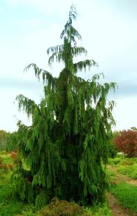 Chamaecyparis nootkatensis Pendula