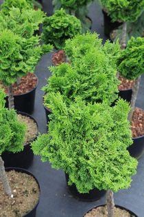 Chamaecyparis obtusa Pagode