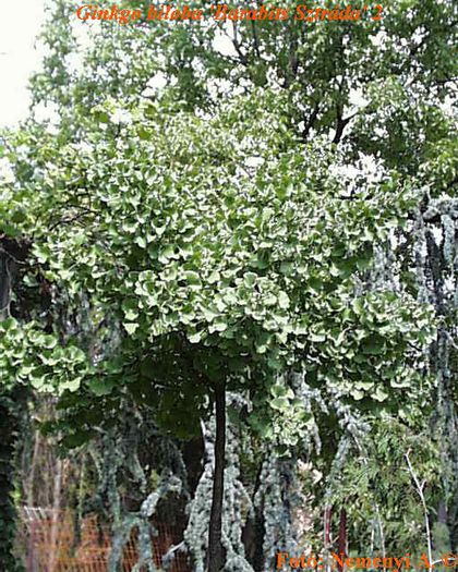 Ginkgo biloba Barabitsii
