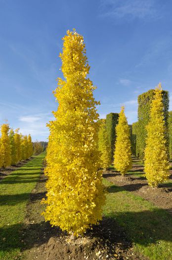 Ginkgo biloba fastigiata