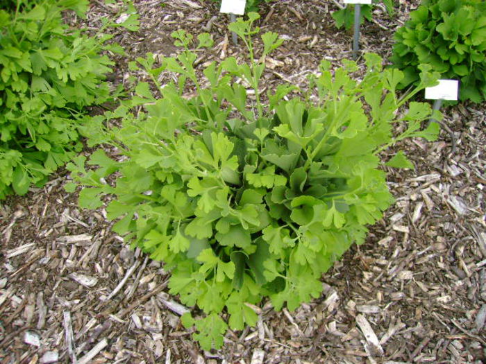 Ginkgo biloba Globosa