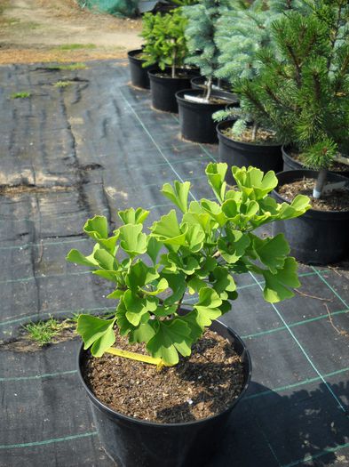 Ginkgo biloba Kitsii