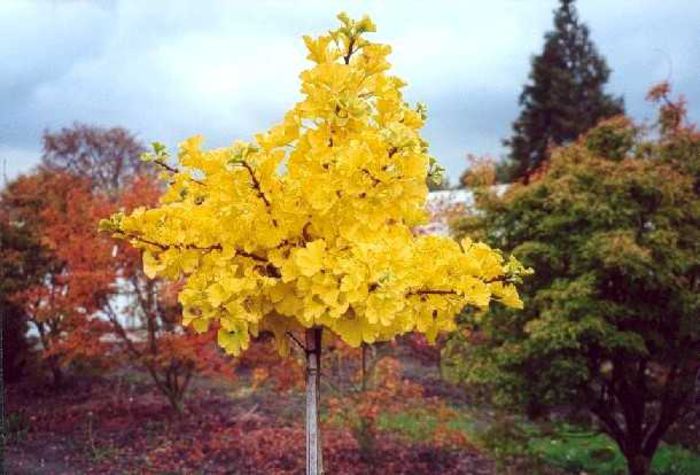 Ginkgo biloba Mariken