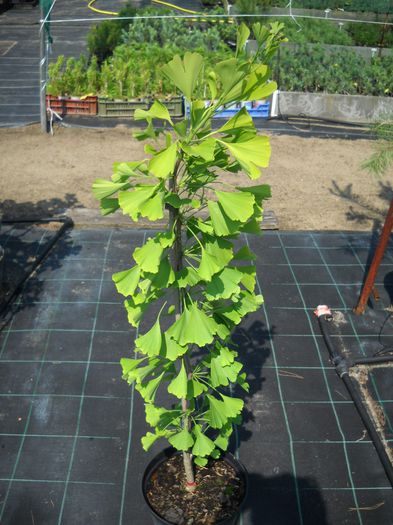 Ginkgo biloba Mayfield