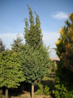Juniperus chinensis Kek