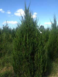 Juniperus chinensis Keteleeri