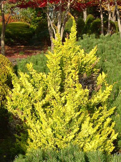 Juniperus chinensis plumosa aurea