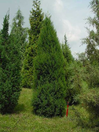 Juniperus foetidissima Karaca Blue