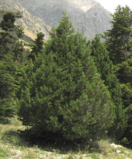 Juniperus foetidissima