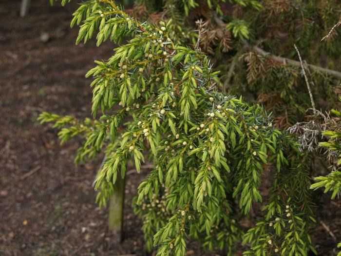 juniperus formosa