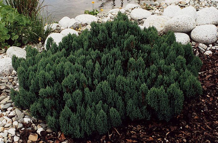 Juniperus horizontalis Blue Forest