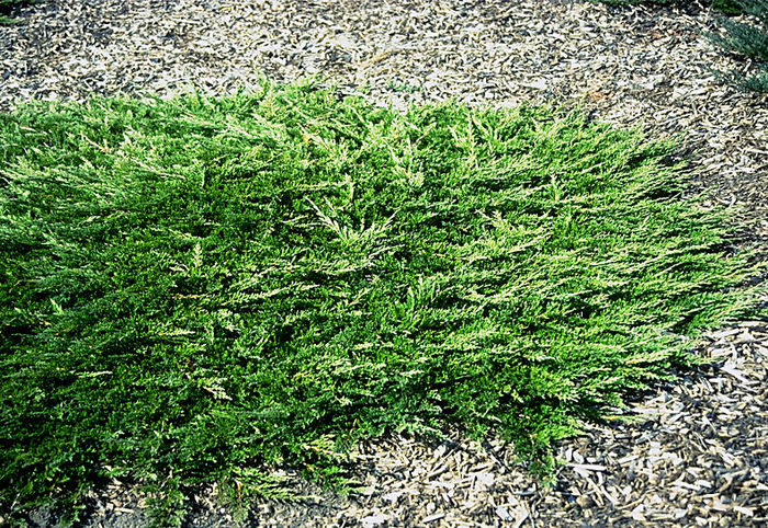 Juniperus horizontalis Prince of Wales
