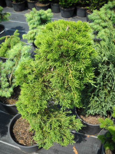 Juniperus sabina Broadmoor