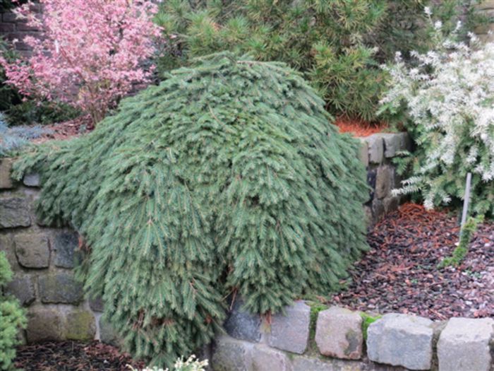 Picea abies Formanek