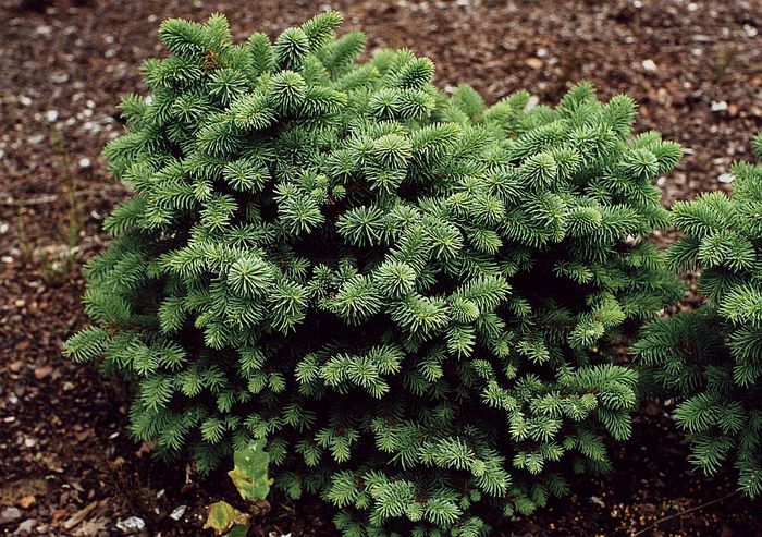 Picea abies Kamon
